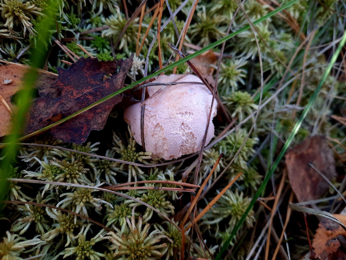 гриб, шатура, болото, сбор грибов, урожай,