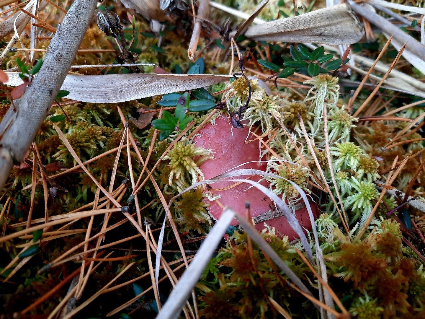 гриб, шатура, болото, сбор грибов, урожай,