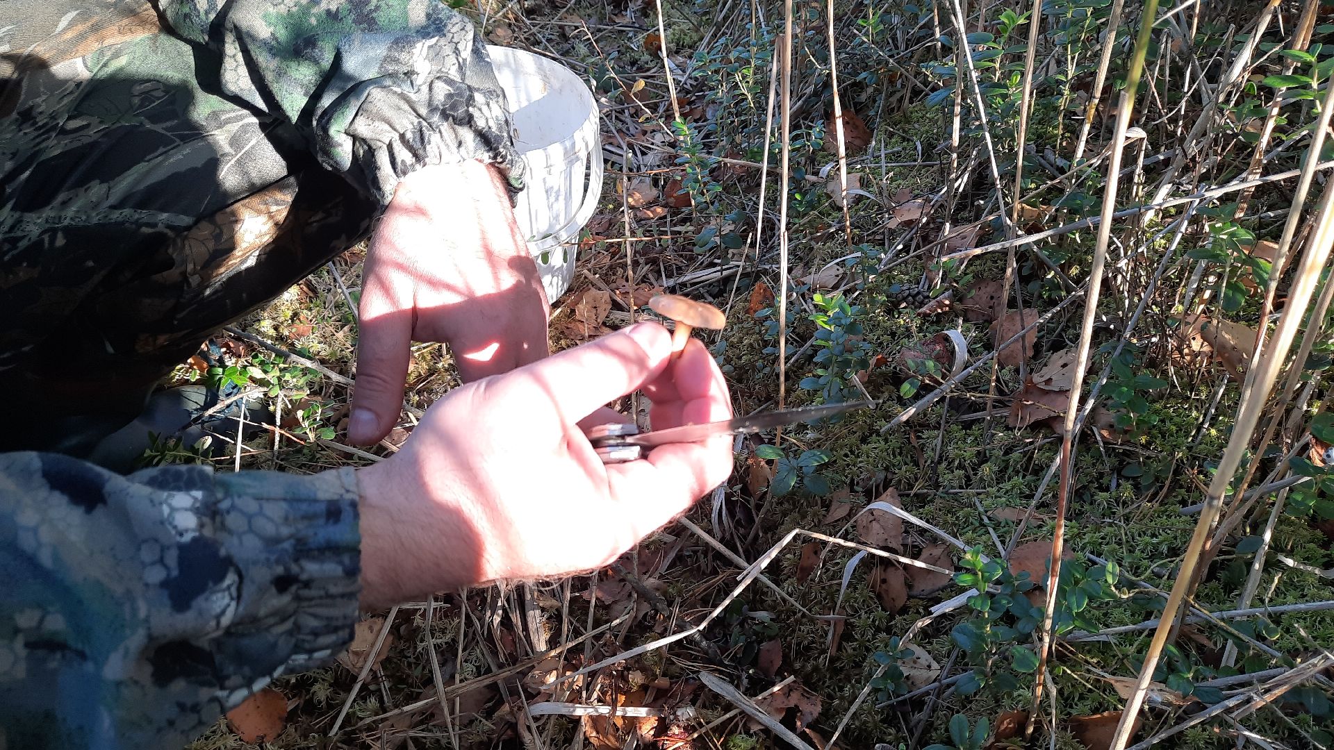 гриб, шатура, болото, сбор грибов, урожай,