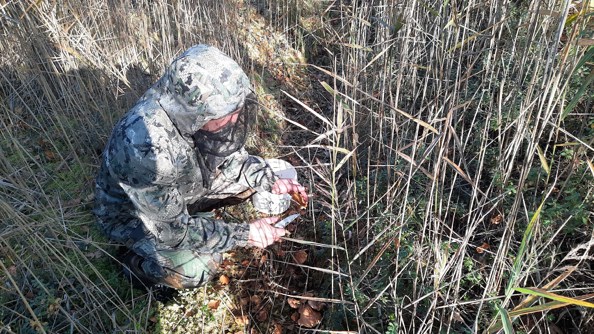 гриб, шатура, болото, сбор грибов, урожай,