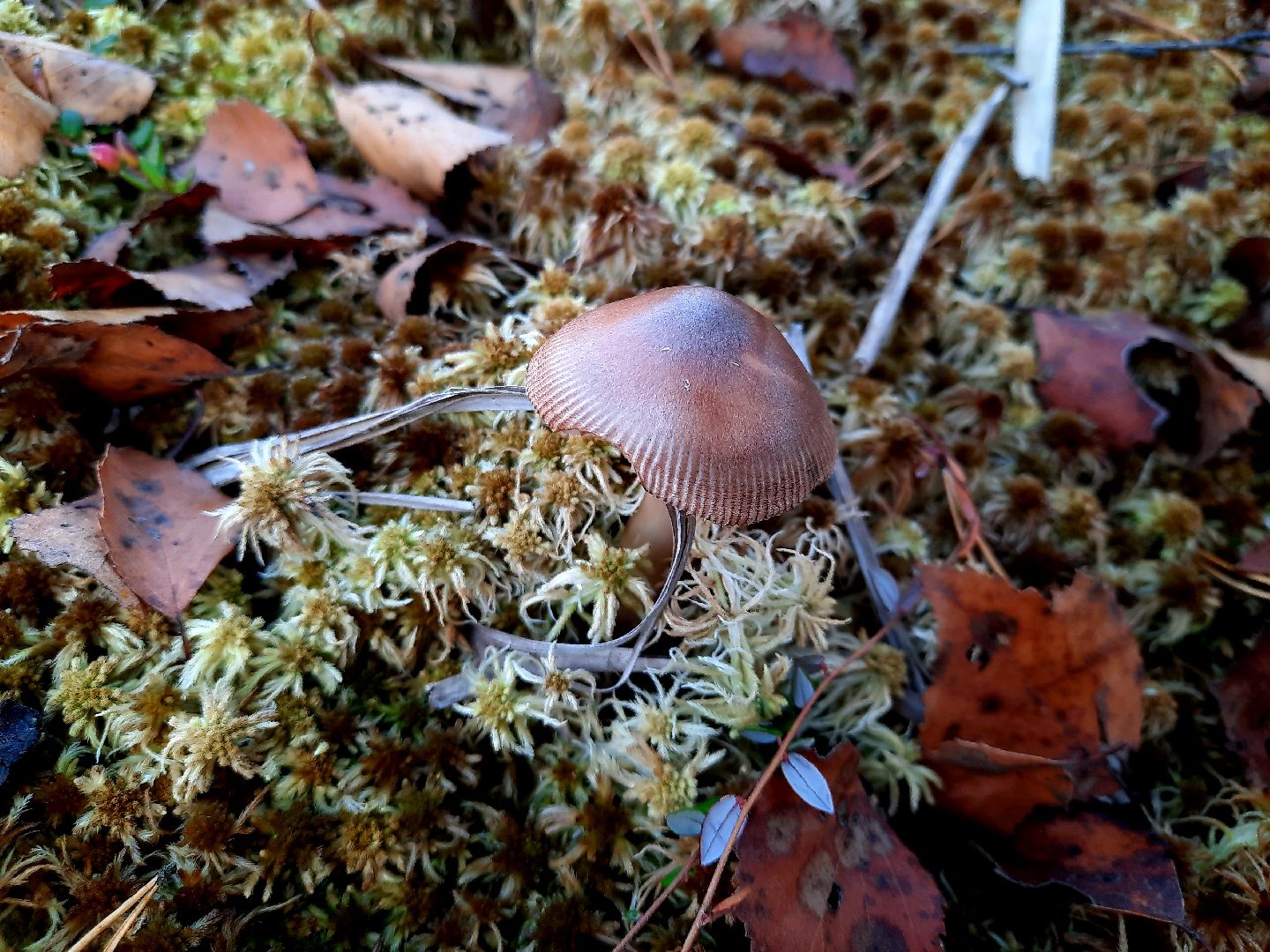 гриб, шатура, болото, сбор грибов, урожай,