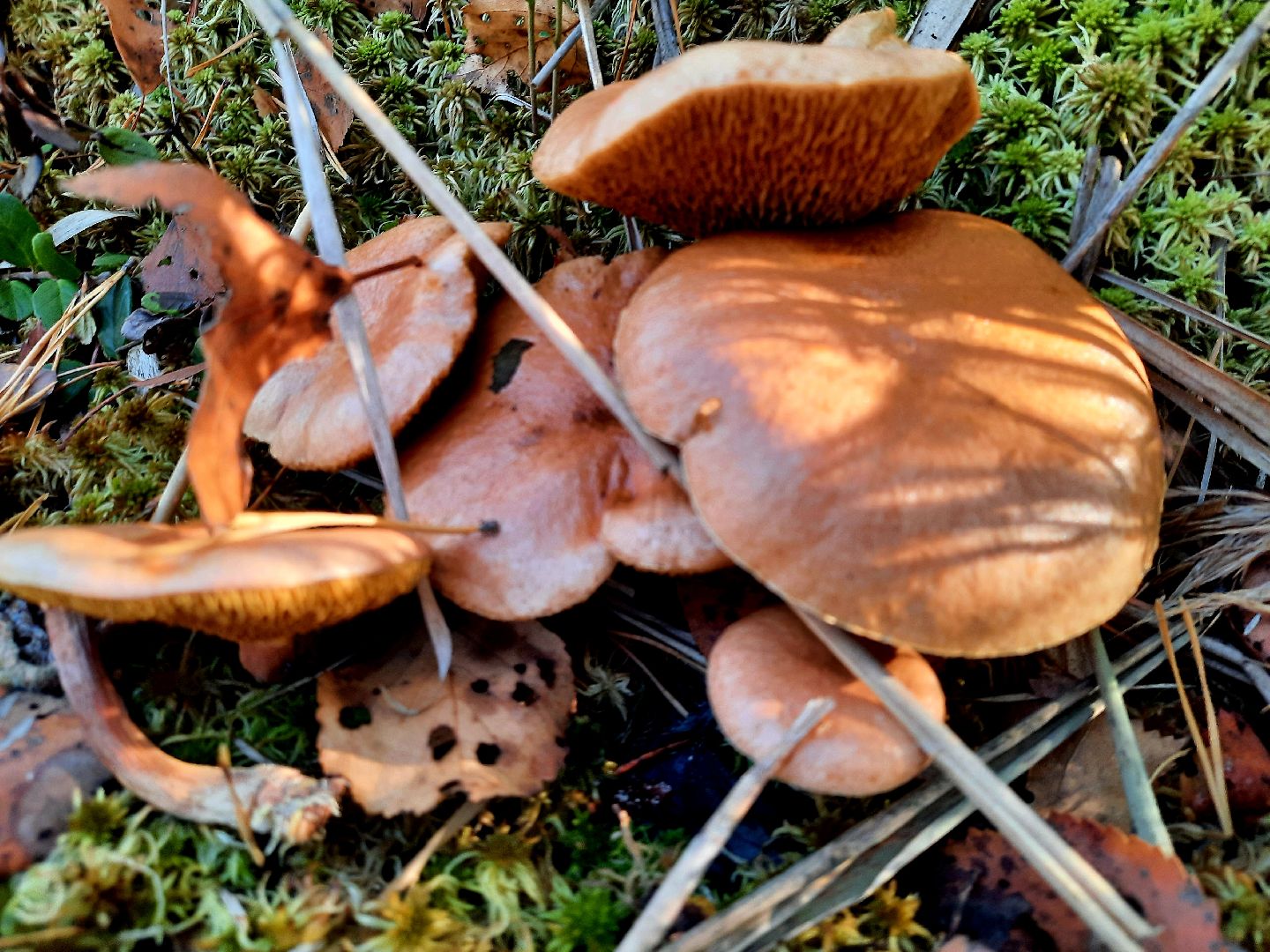 гриб, шатура, болото, сбор грибов, урожай,