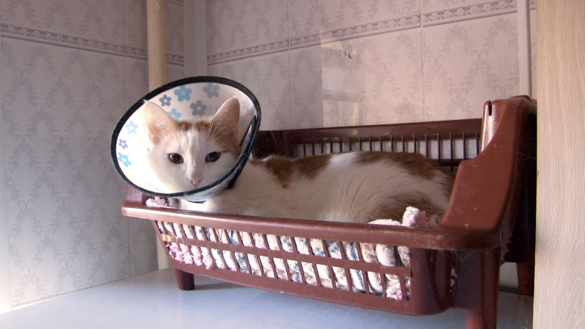 общество, коты, волонтер, помощьживотным, орехово-зуево,