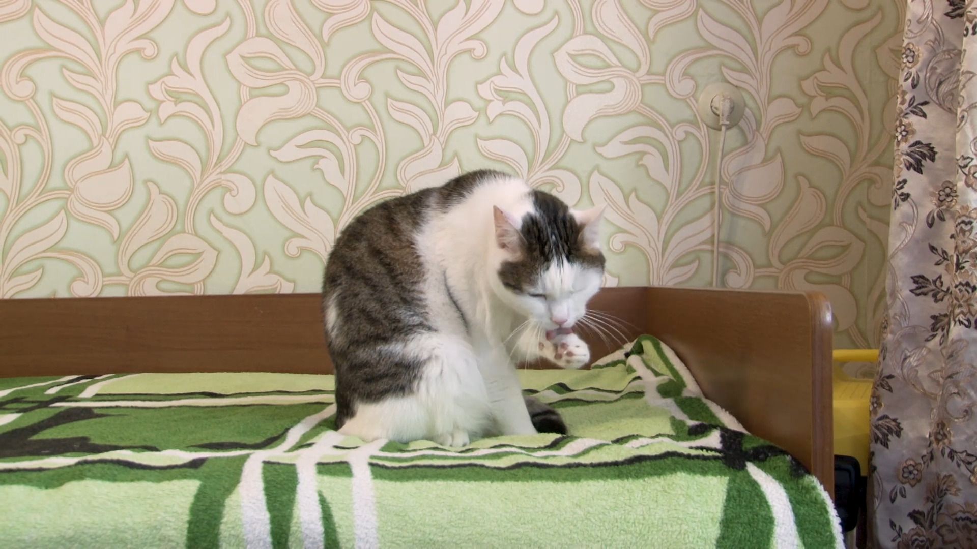 общество, коты, волонтер, помощьживотным, орехово-зуево,