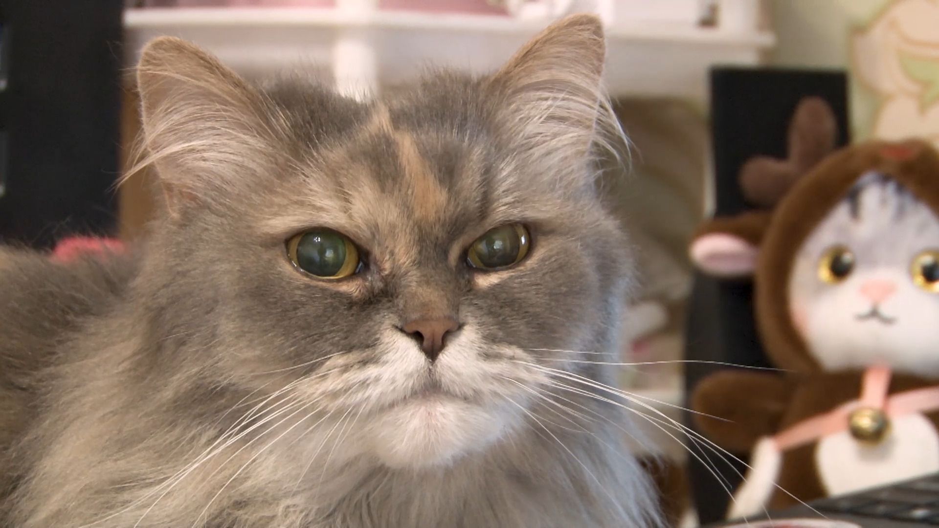 общество, коты, волонтер, помощьживотным, орехово-зуево,