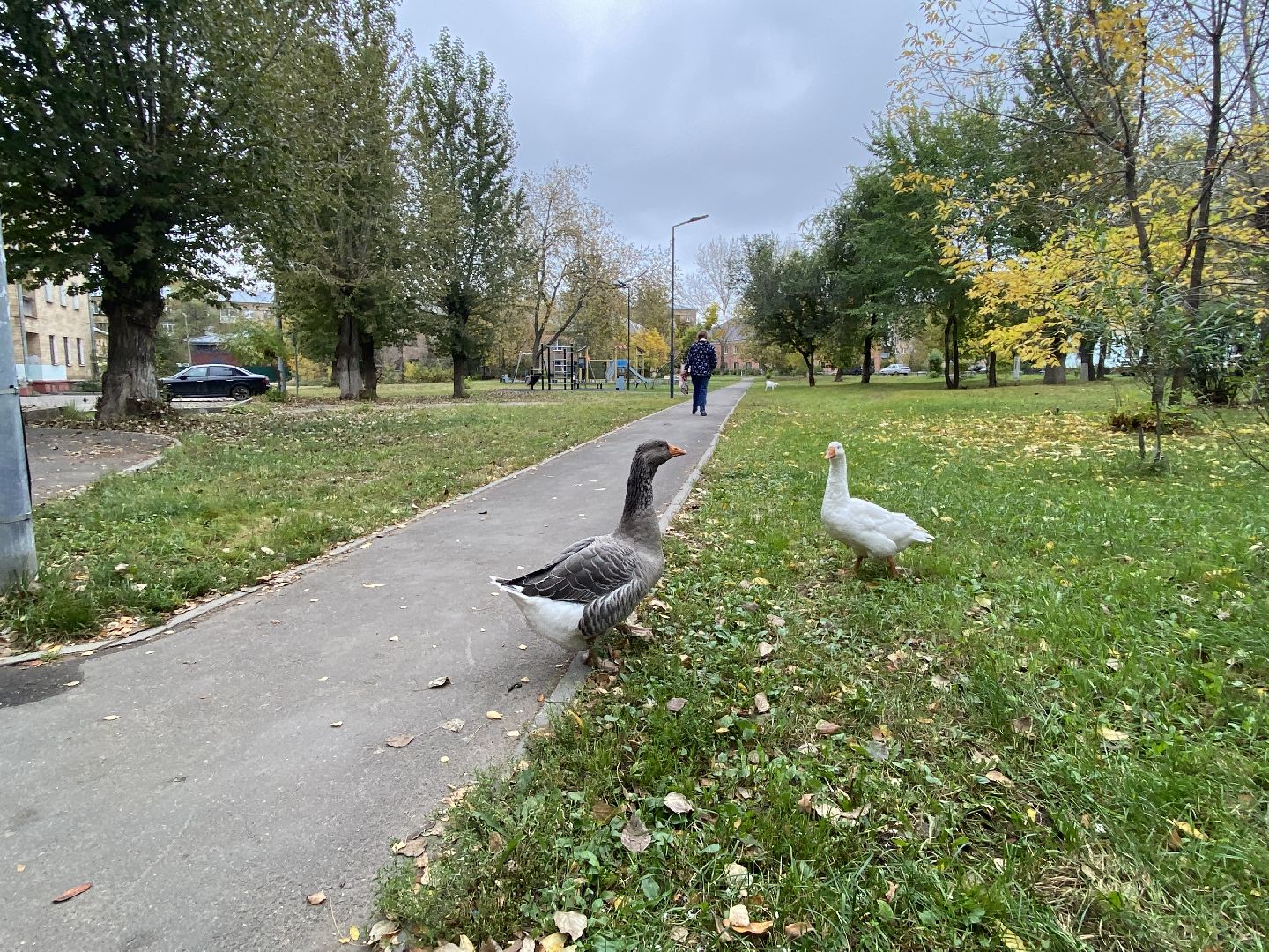 Балашиха, Гусь друг человека, Микрорайон керамик, Автосервис,