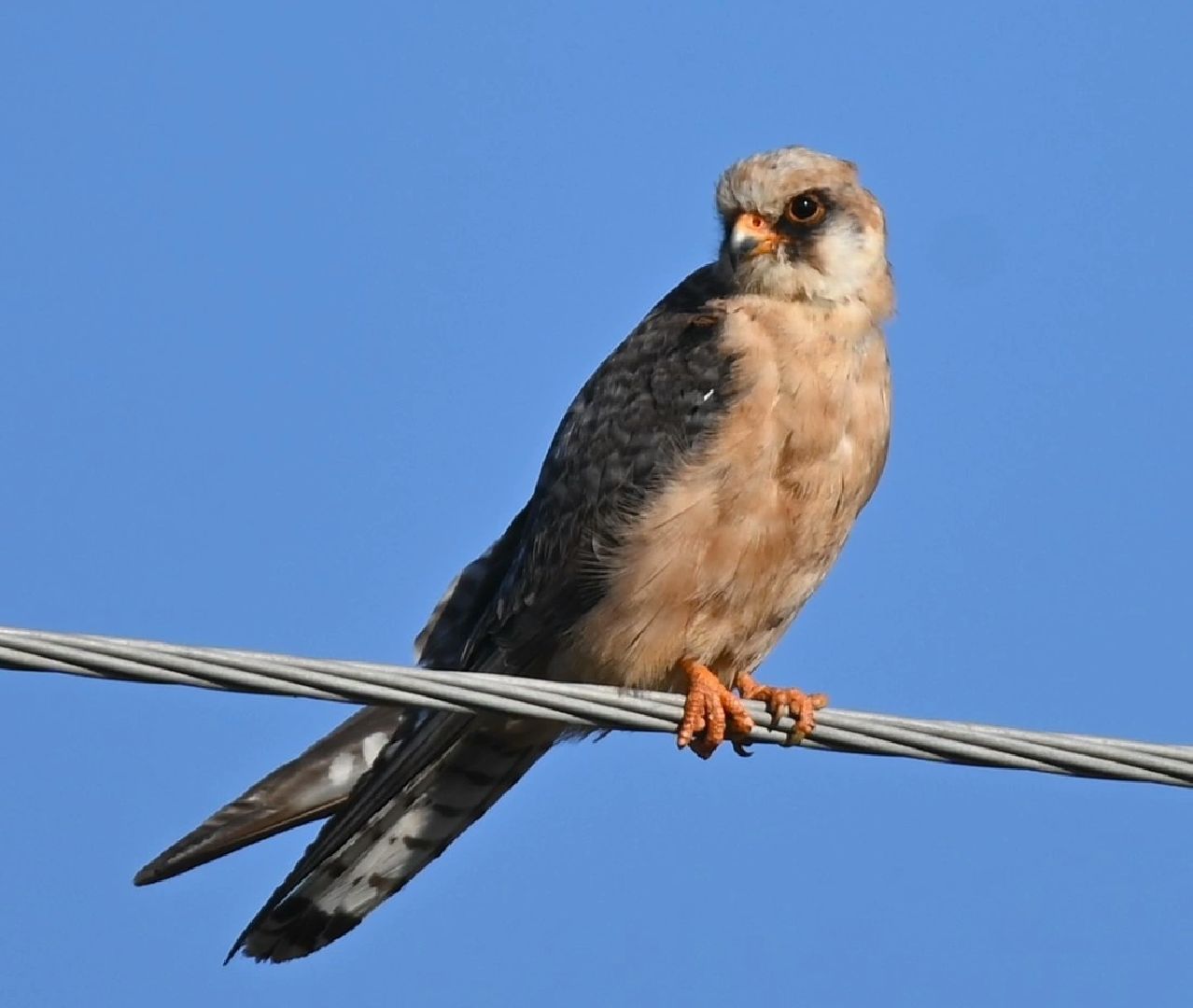 Птицы, экология, экологичноеподмосковье, Пернатые, Городчехов, Фотограф,