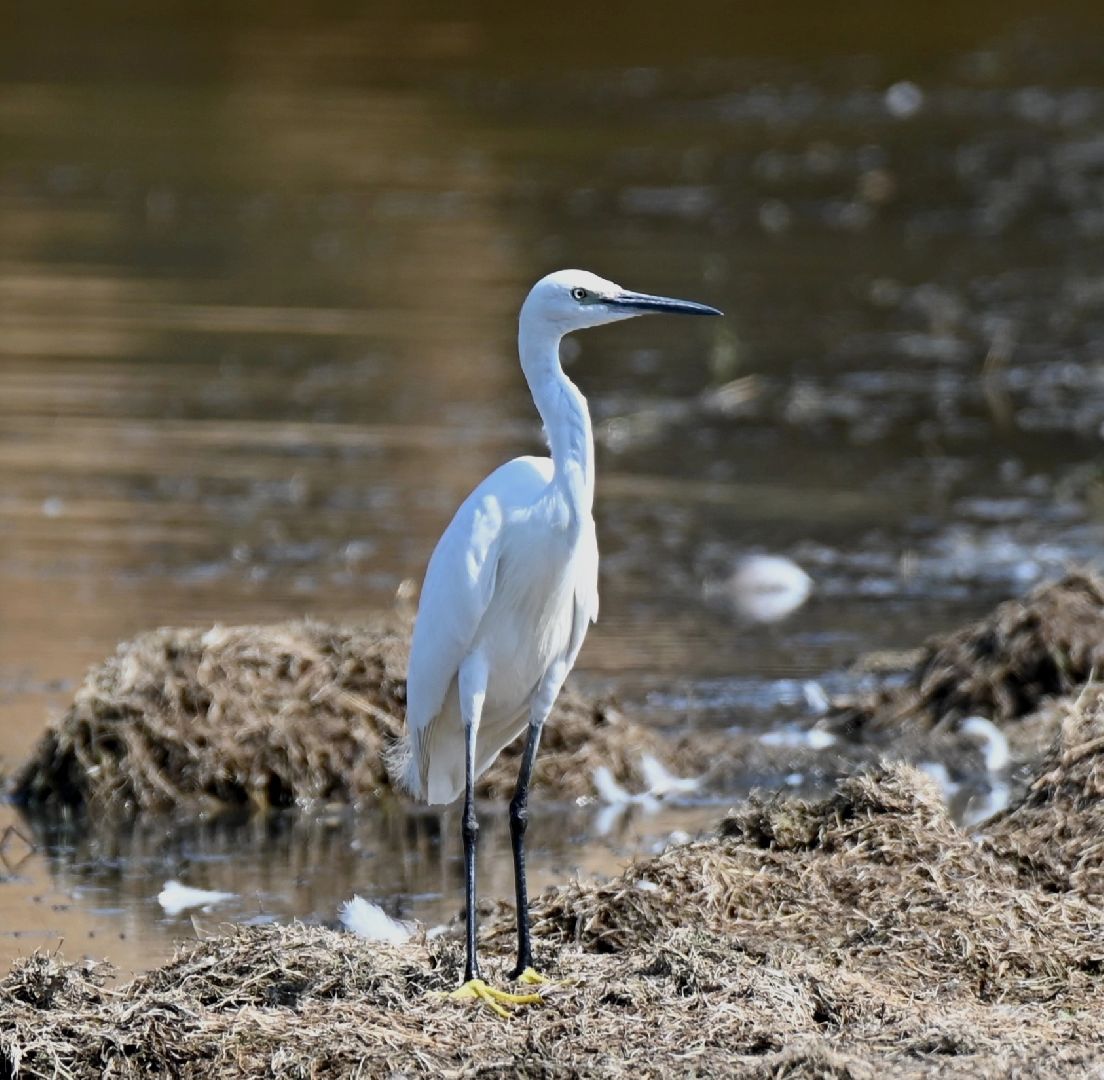 Птицы, экология, экологичноеподмосковье, Пернатые, Городчехов, Фотограф,