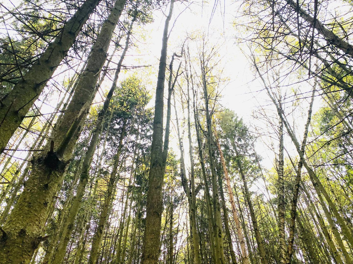 грибной сезон, грибной маршрут, миф, домодедово, подмосковье, ложный гриб, лесная просека, лесные маршруты, лесничий, грибник, грибы,