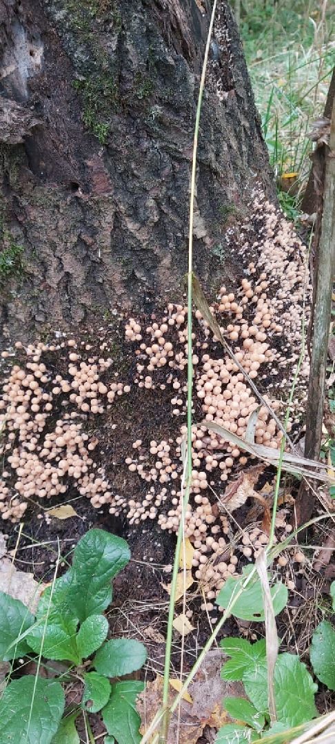 грибной сезон, грибной маршрут, миф, домодедово, подмосковье, ложный гриб, лесная просека, лесные маршруты, лесничий, грибник, грибы,