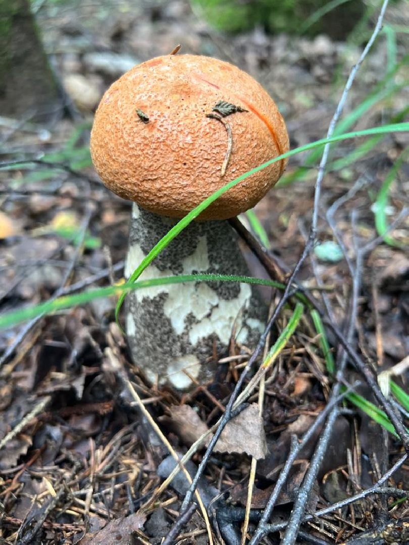 грибной сезон, грибной маршрут, миф, домодедово, подмосковье, ложный гриб, лесная просека, лесные маршруты, лесничий, грибник, грибы,