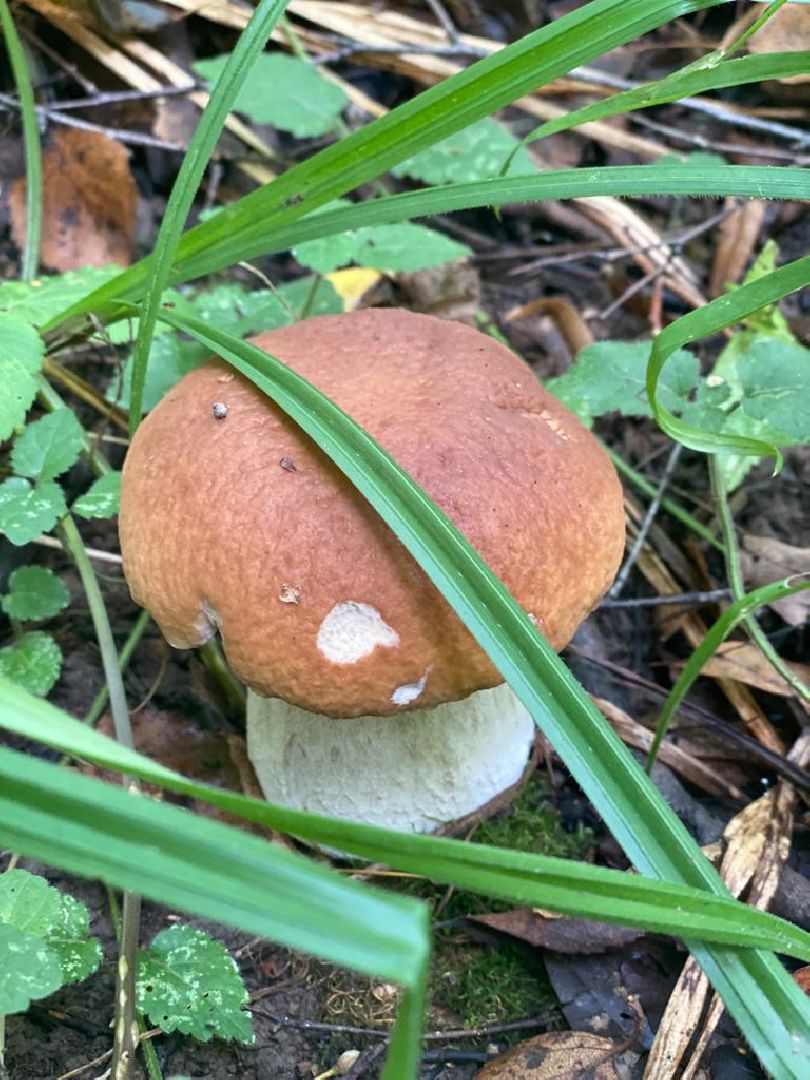 грибной сезон, грибной маршрут, миф, домодедово, подмосковье, ложный гриб, лесная просека, лесные маршруты, лесничий, грибник, грибы,