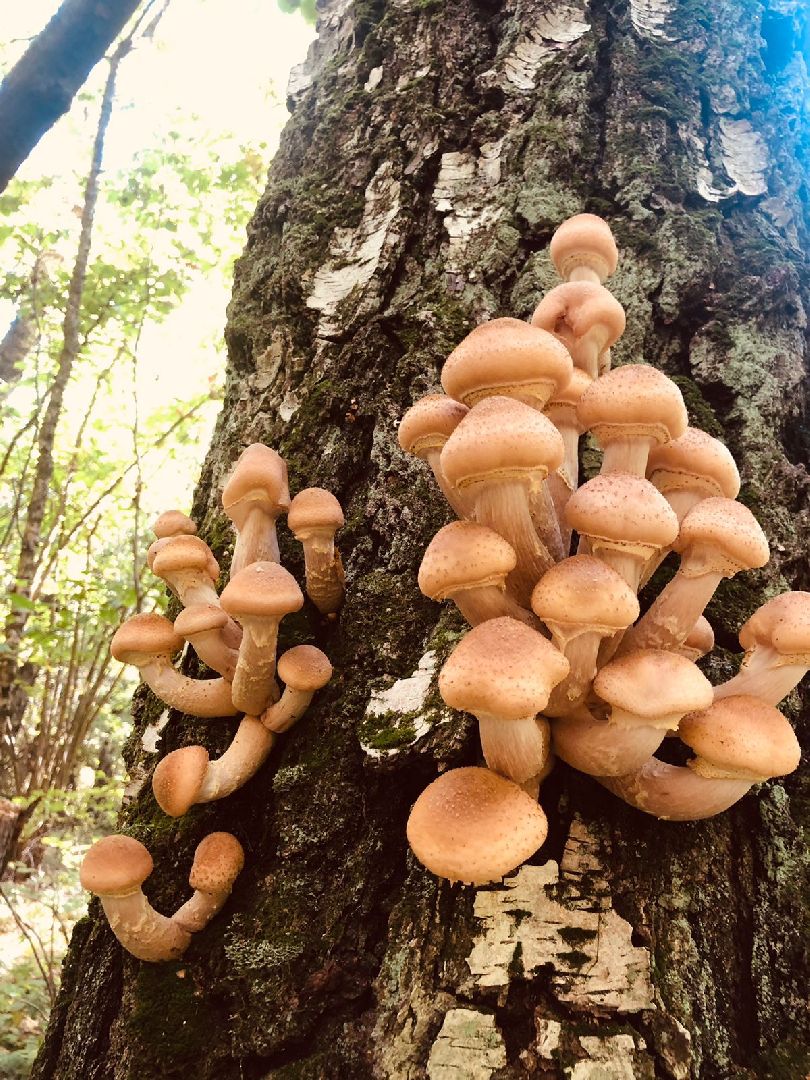 грибной сезон, грибной маршрут, миф, домодедово, подмосковье, ложный гриб, лесная просека, лесные маршруты, лесничий, грибник, грибы,