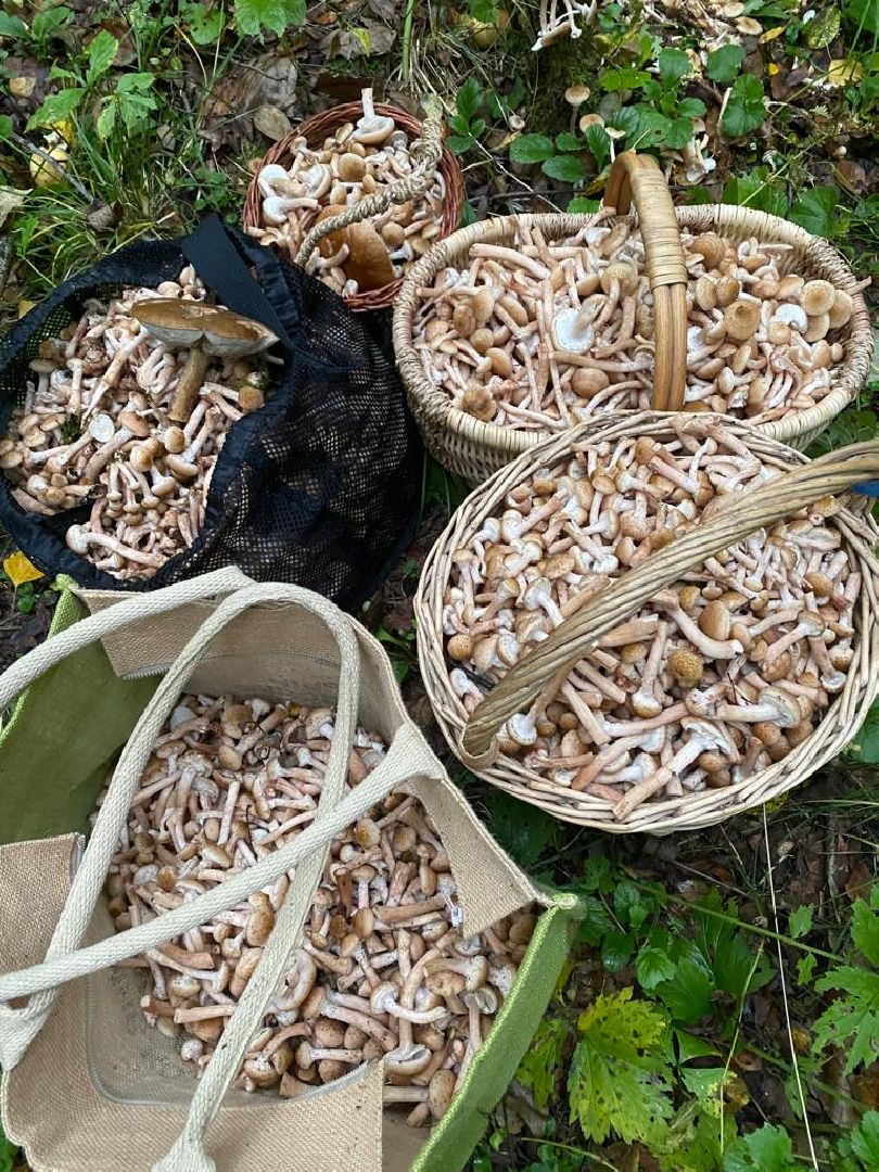 грибной сезон, грибной маршрут, миф, домодедово, подмосковье, ложный гриб, лесная просека, лесные маршруты, лесничий, грибник, грибы,