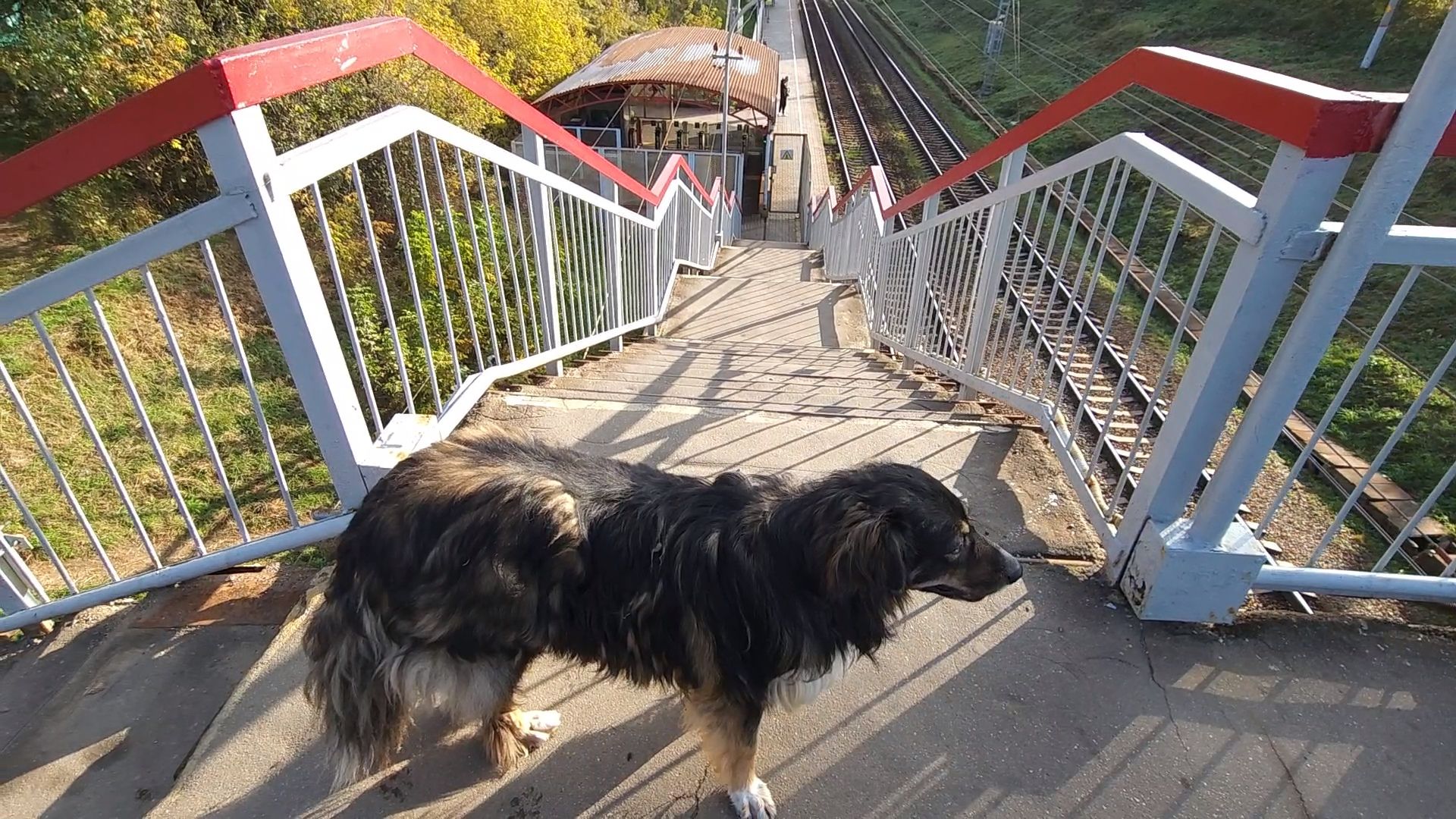 Общественная организация, Одинцово, Пионерская, Станция, Дубки, Гусарская баллада, Ремонт, ржд,