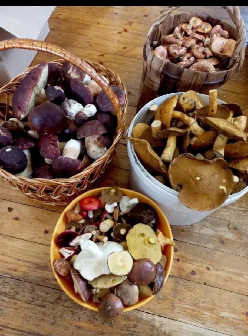 Биолог, грибы, Химки, подмосковные леса,