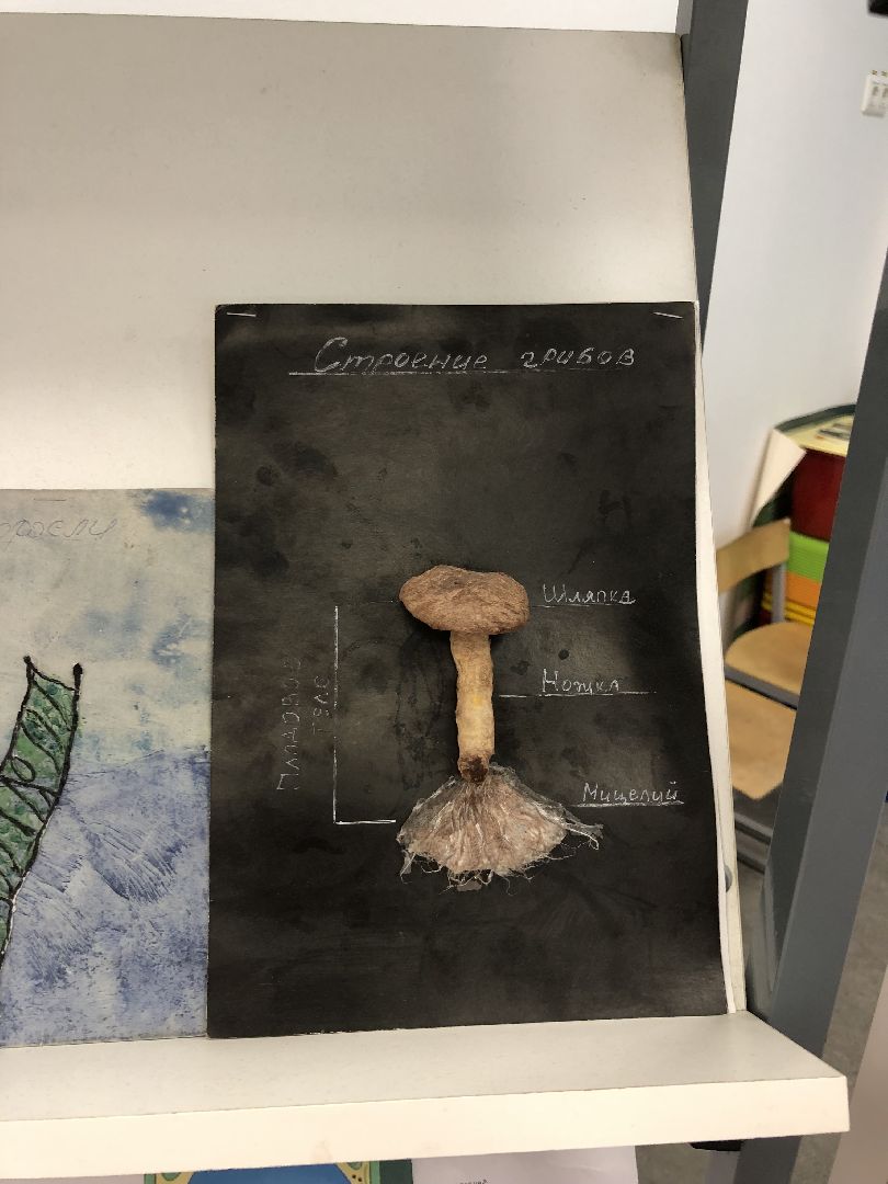 Биолог, грибы, Химки, подмосковные леса,