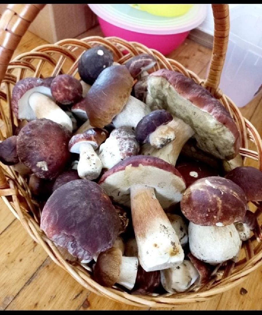 Биолог, грибы, Химки, подмосковные леса,