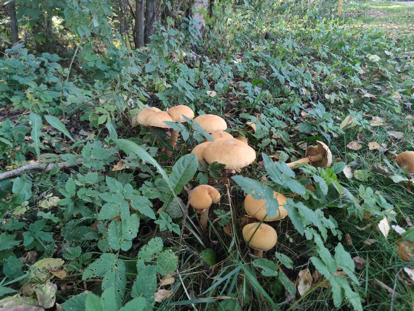 Педиатр, Грибы, Дети, Здоровье, дубненская больница, Детская поликлиника, Дубна,