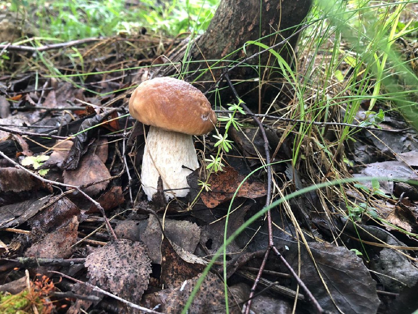 Педиатр, Грибы, Дети, Здоровье, дубненская больница, Детская поликлиника, Дубна,