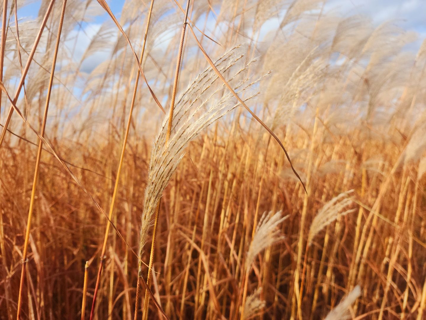 шатура, сбор урожая, мискантус Сорановский, сельхозпроизводство, сельское хозяйство,