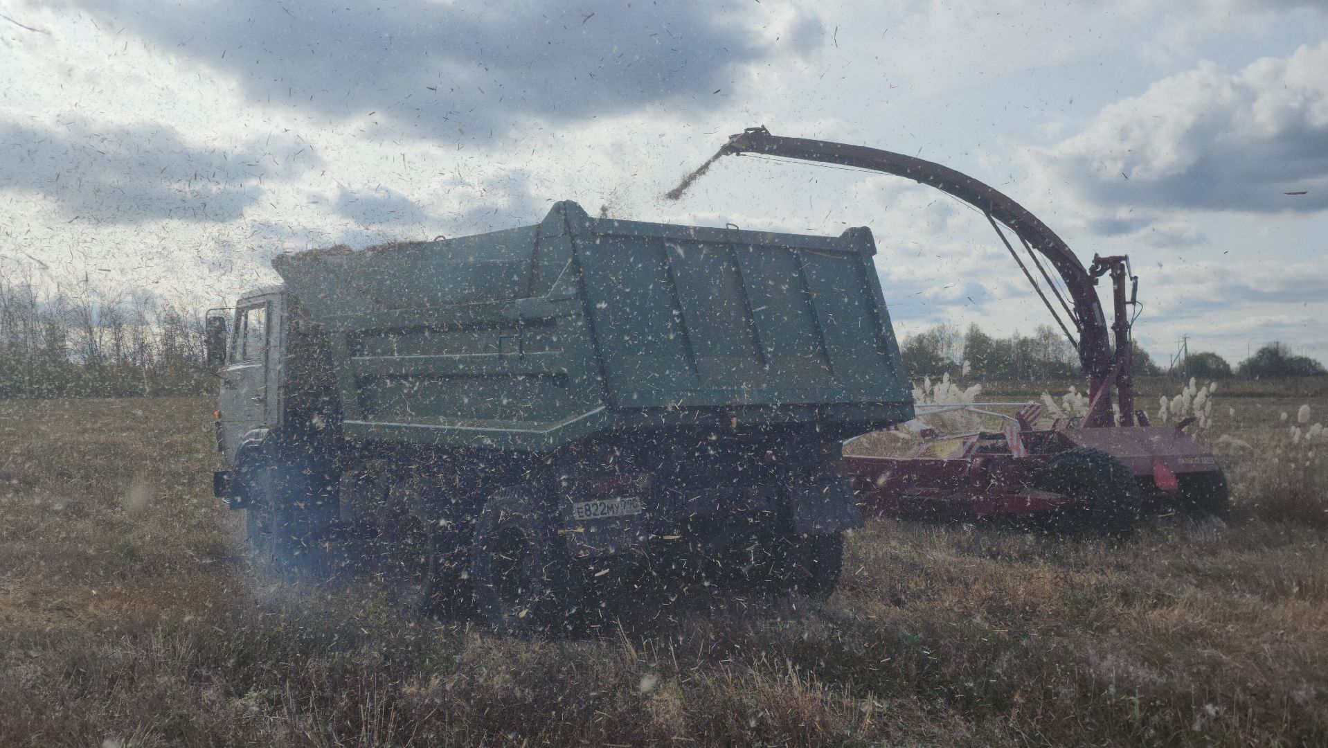 шатура, сбор урожая, мискантус Сорановский, сельхозпроизводство, сельское хозяйство,