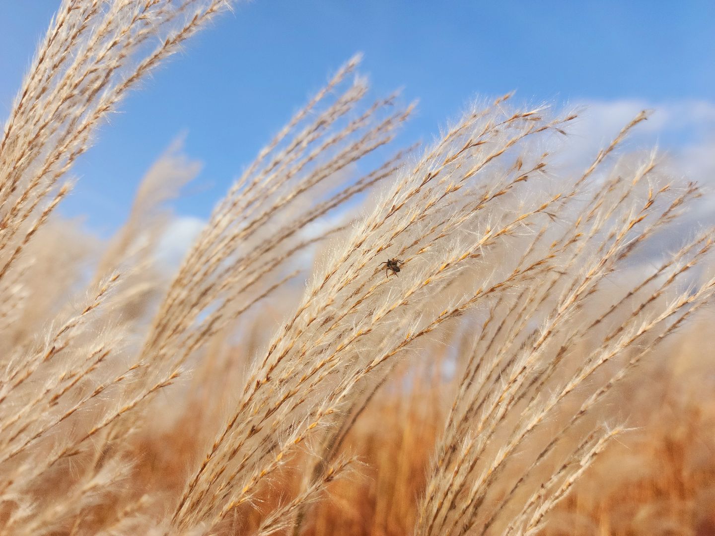 шатура, сбор урожая, мискантус Сорановский, сельхозпроизводство, сельское хозяйство,