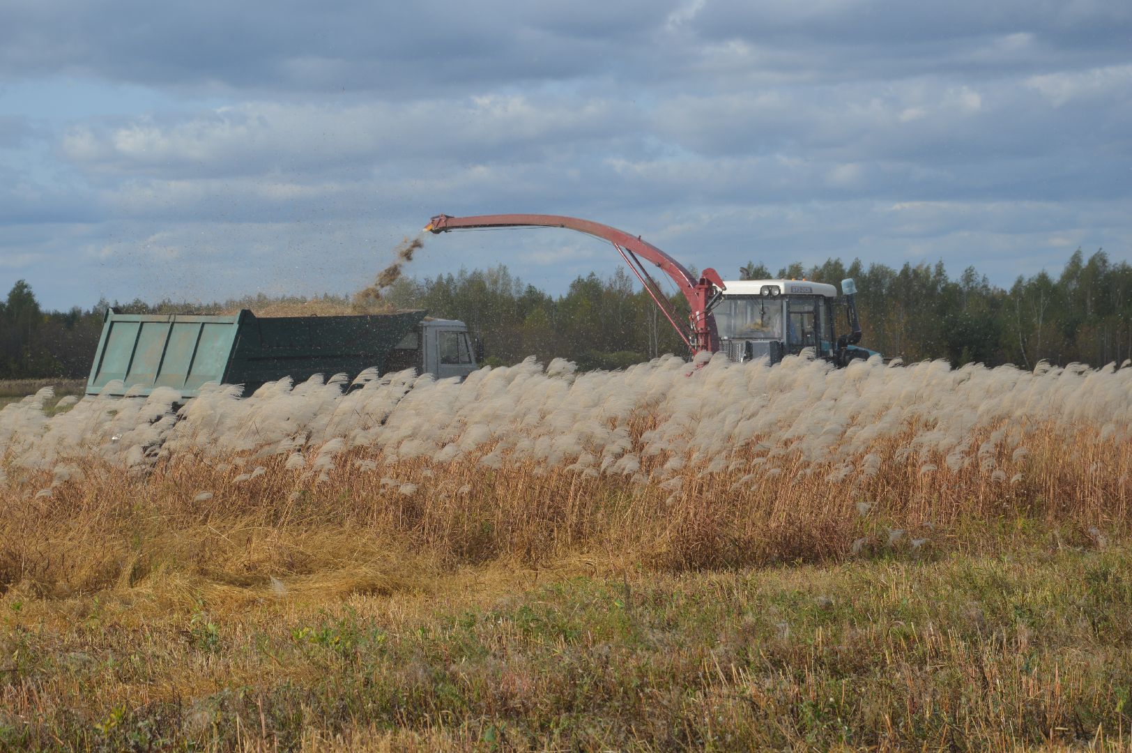 шатура, сбор урожая, мискантус Сорановский, сельхозпроизводство, сельское хозяйство,