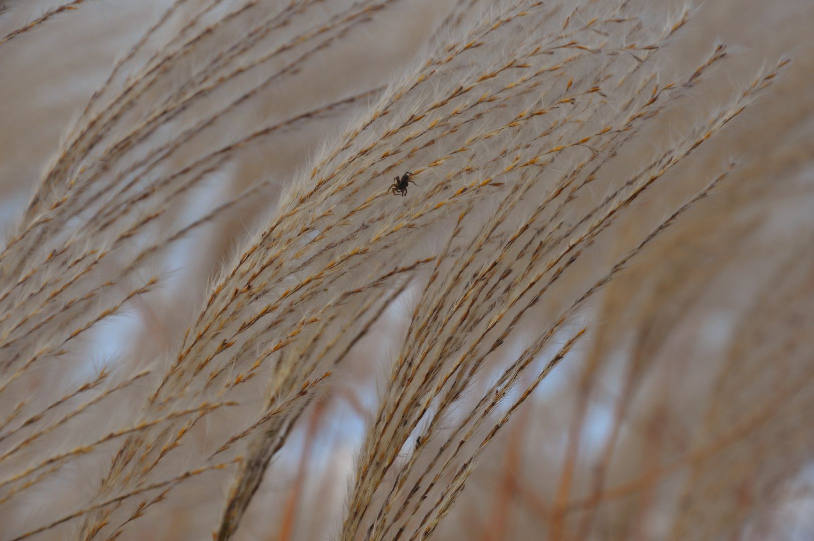 шатура, сбор урожая, мискантус Сорановский, сельхозпроизводство, сельское хозяйство,