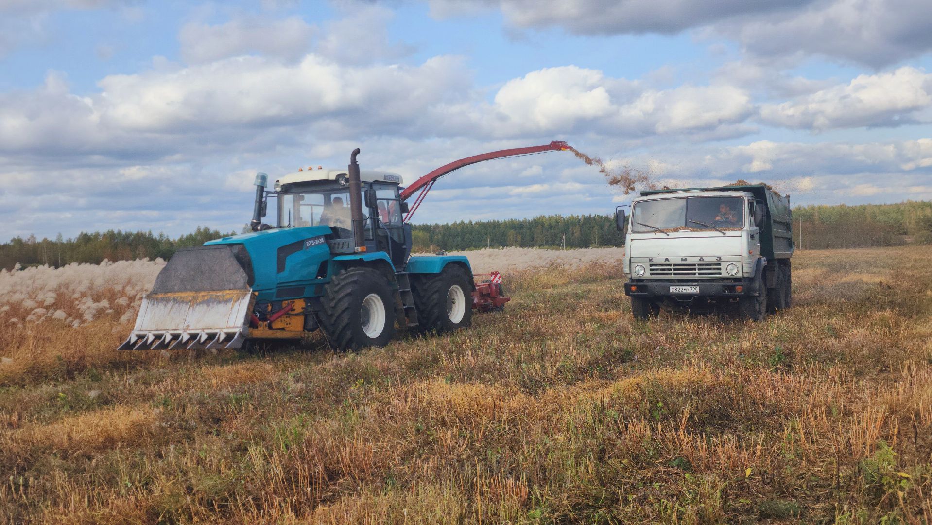 шатура, сбор урожая, мискантус Сорановский, сельхозпроизводство, сельское хозяйство,