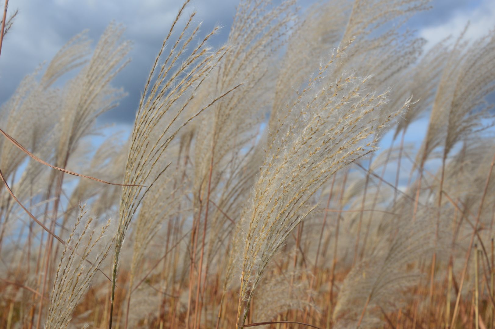 шатура, сбор урожая, мискантус Сорановский, сельхозпроизводство, сельское хозяйство,