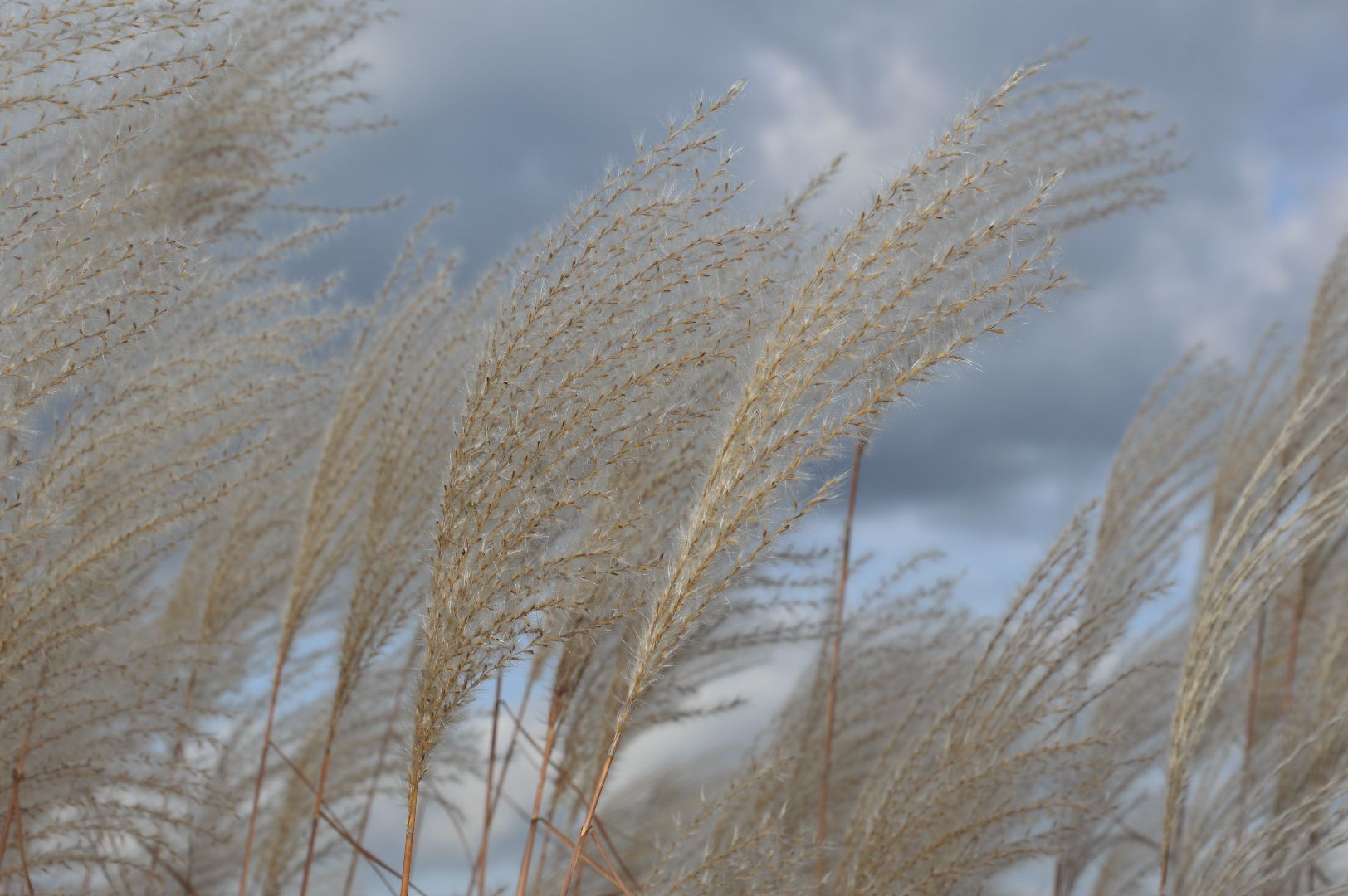 шатура, сбор урожая, мискантус Сорановский, сельхозпроизводство, сельское хозяйство,