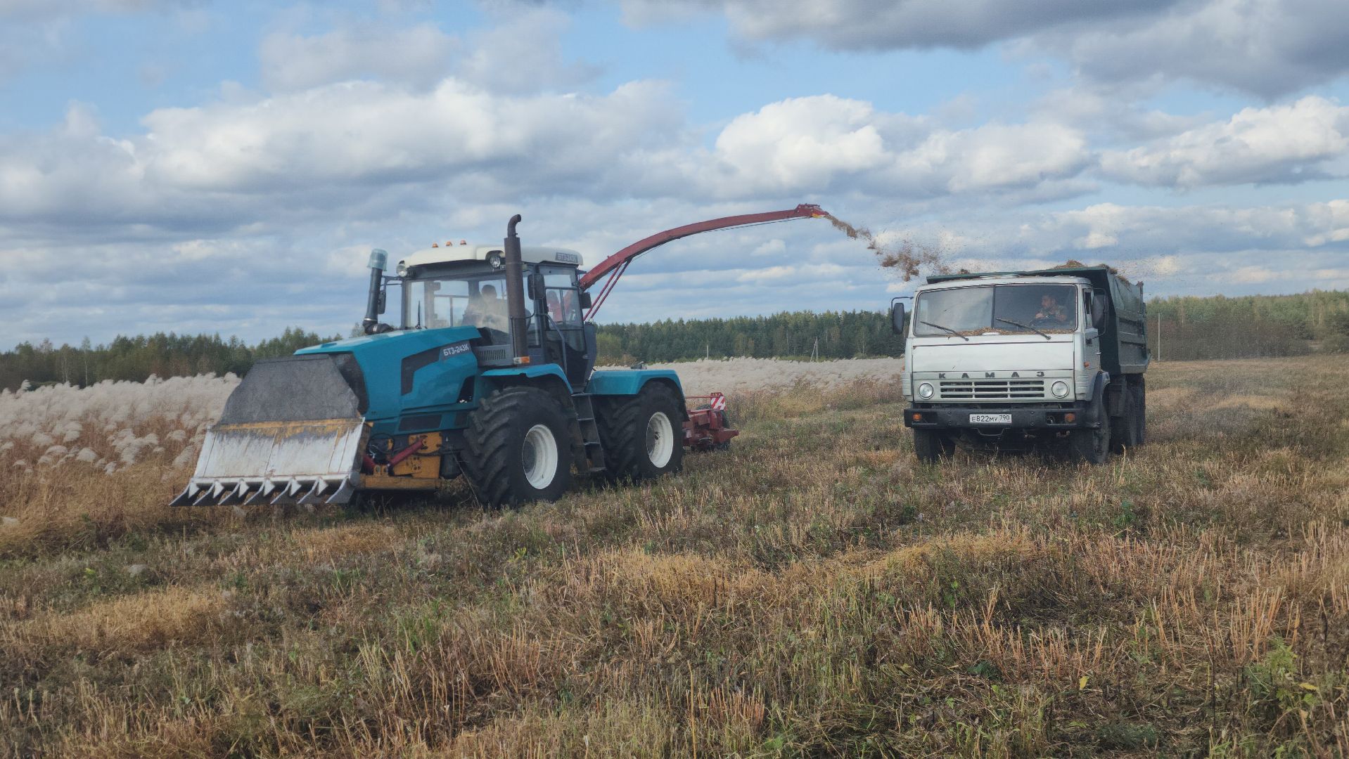 шатура, сбор урожая, мискантус Сорановский, сельхозпроизводство, сельское хозяйство,