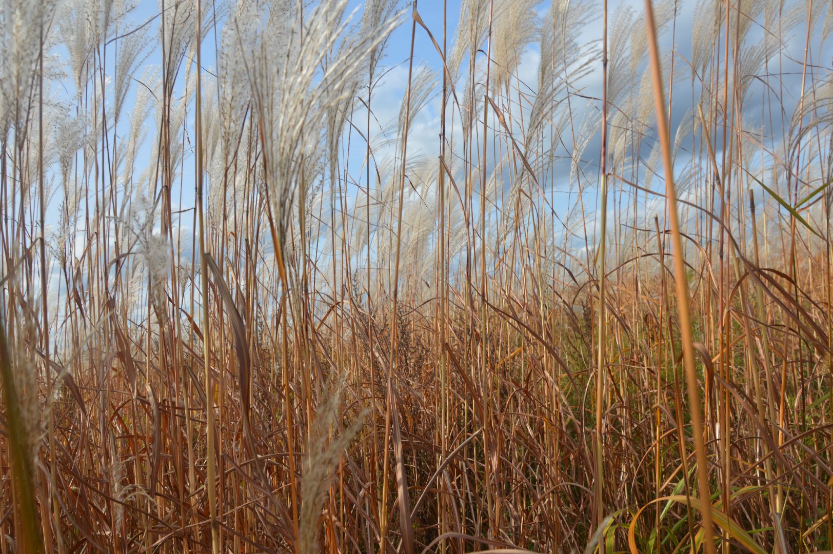 шатура, сбор урожая, мискантус Сорановский, сельхозпроизводство, сельское хозяйство,