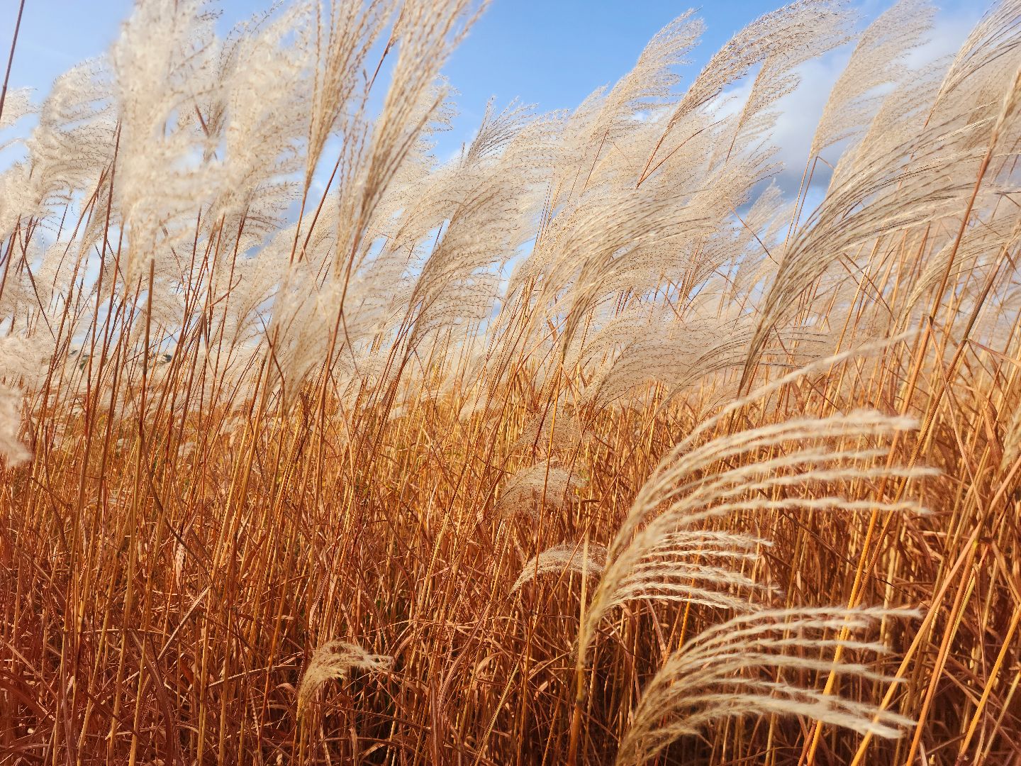 шатура, сбор урожая, мискантус Сорановский, сельхозпроизводство, сельское хозяйство,