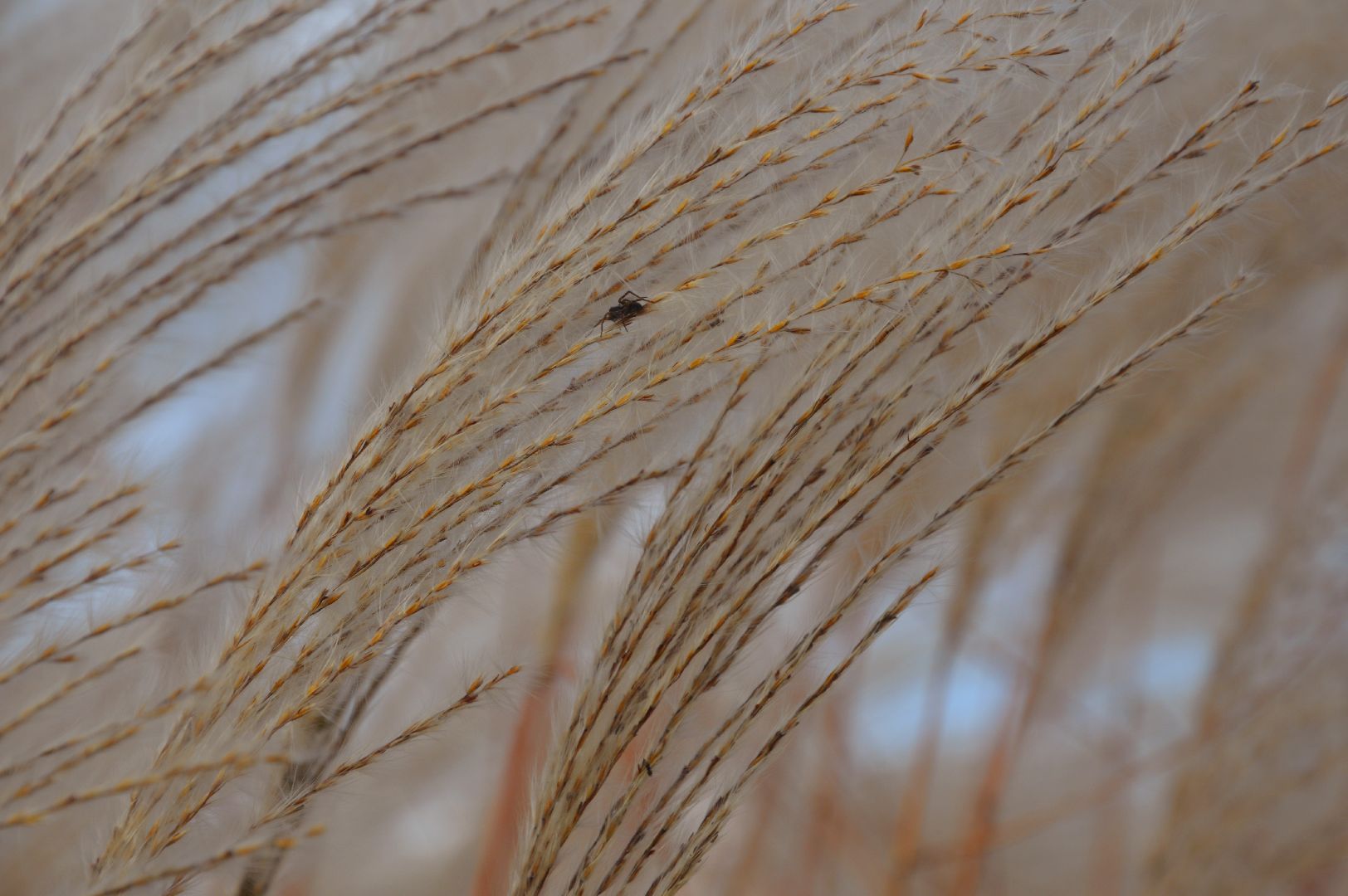шатура, сбор урожая, мискантус Сорановский, сельхозпроизводство, сельское хозяйство,