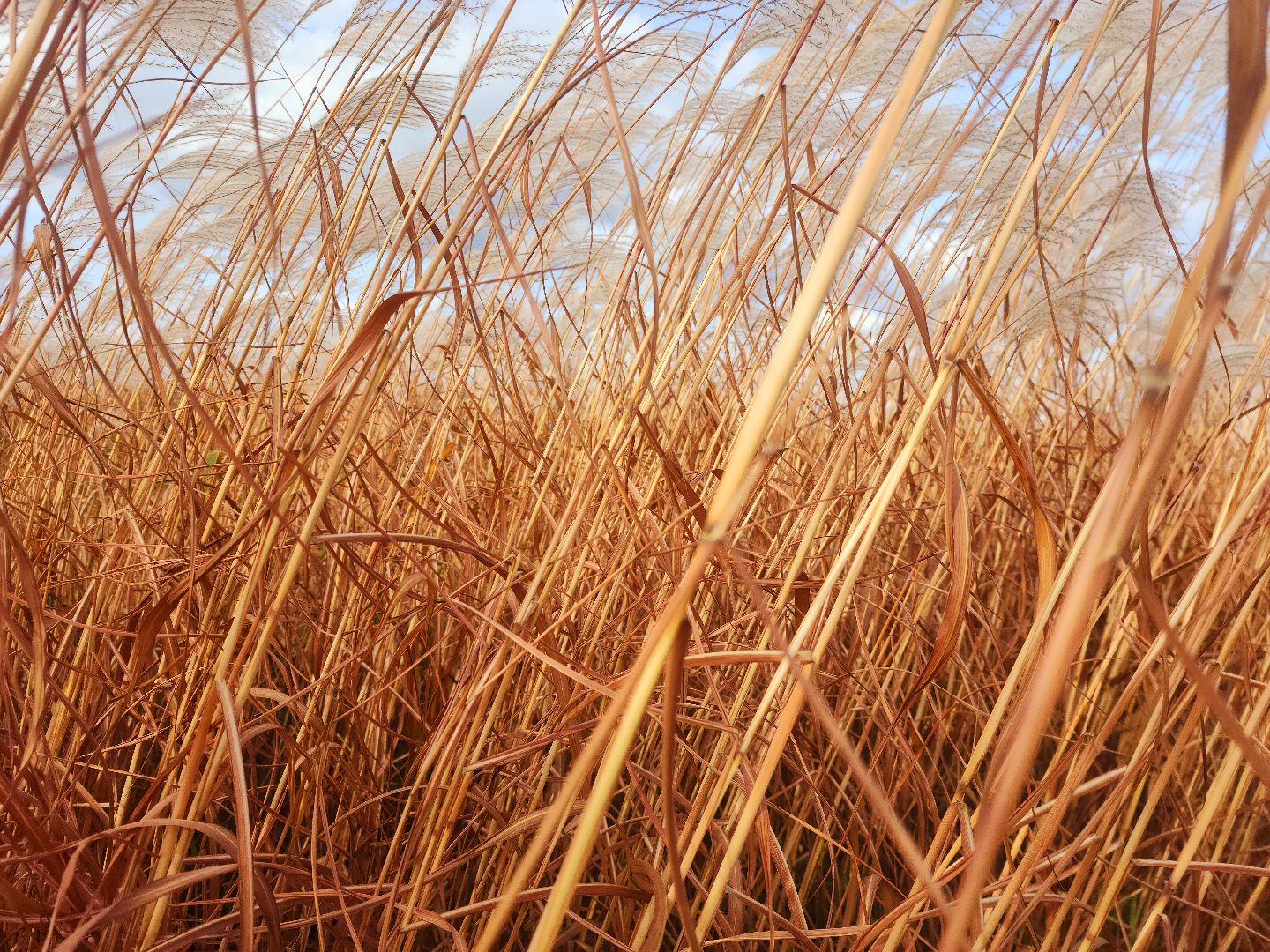 шатура, сбор урожая, мискантус Сорановский, сельхозпроизводство, сельское хозяйство,