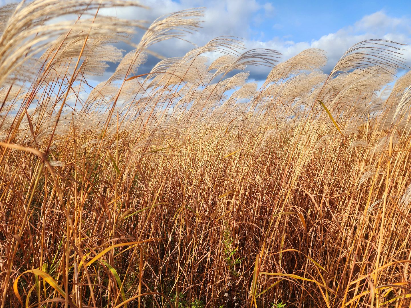 шатура, сбор урожая, мискантус Сорановский, сельхозпроизводство, сельское хозяйство,