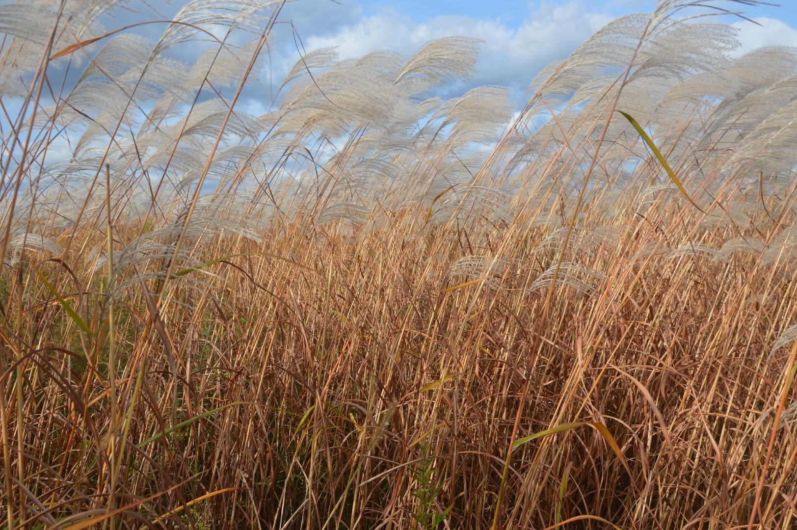 шатура, сбор урожая, мискантус Сорановский, сельхозпроизводство, сельское хозяйство,