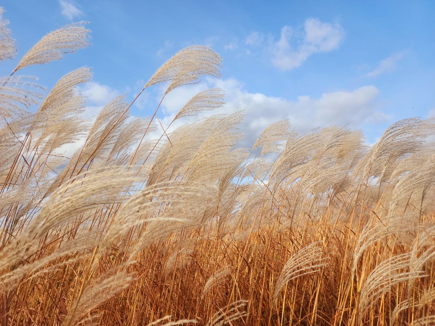 шатура, сбор урожая, мискантус Сорановский, сельхозпроизводство, сельское хозяйство,