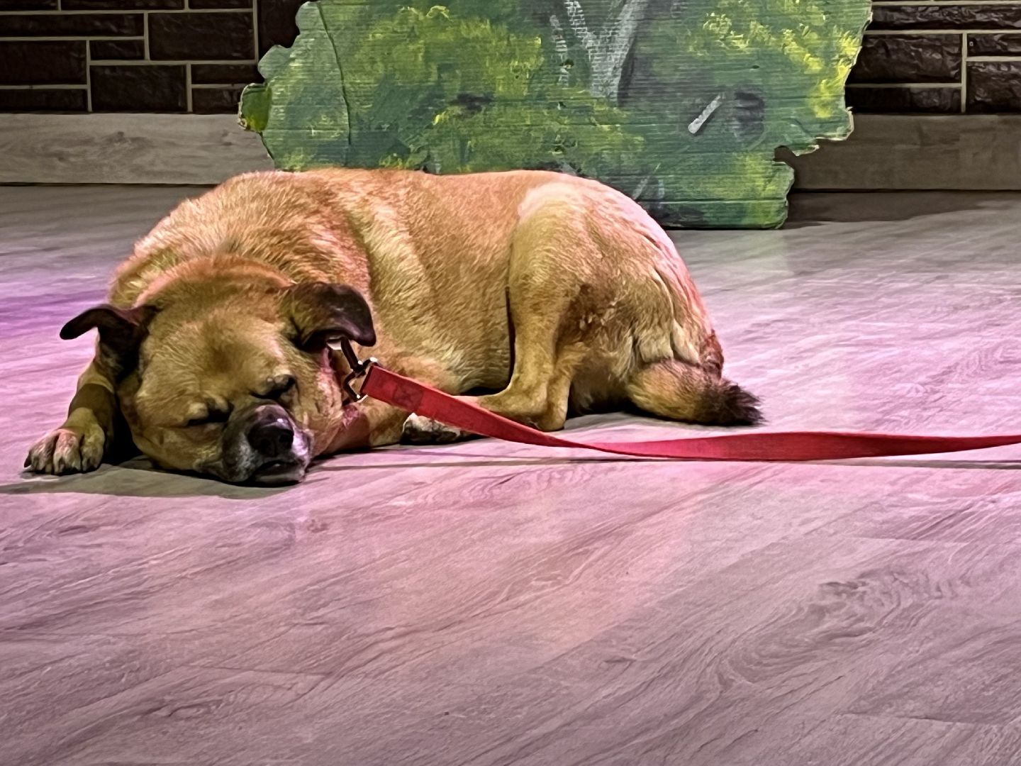 наро-фоминск, цдк звезда, приют беригиня, бездомные животные, благотворительая акция,