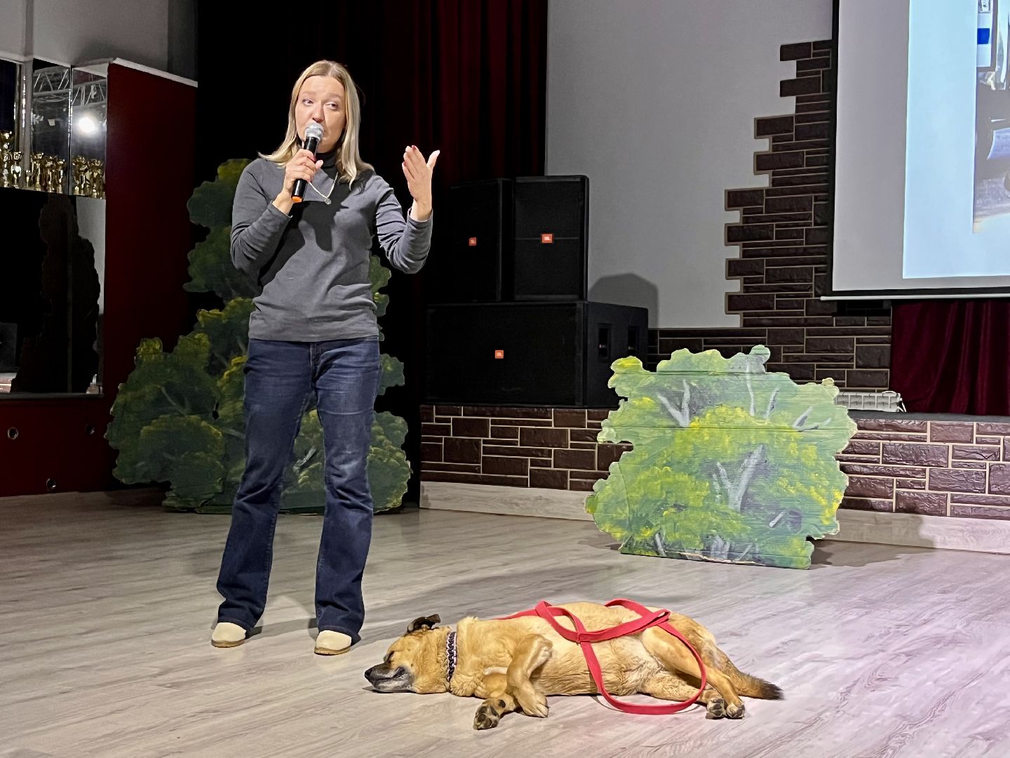 наро-фоминск, цдк звезда, приют беригиня, бездомные животные, благотворительая акция,