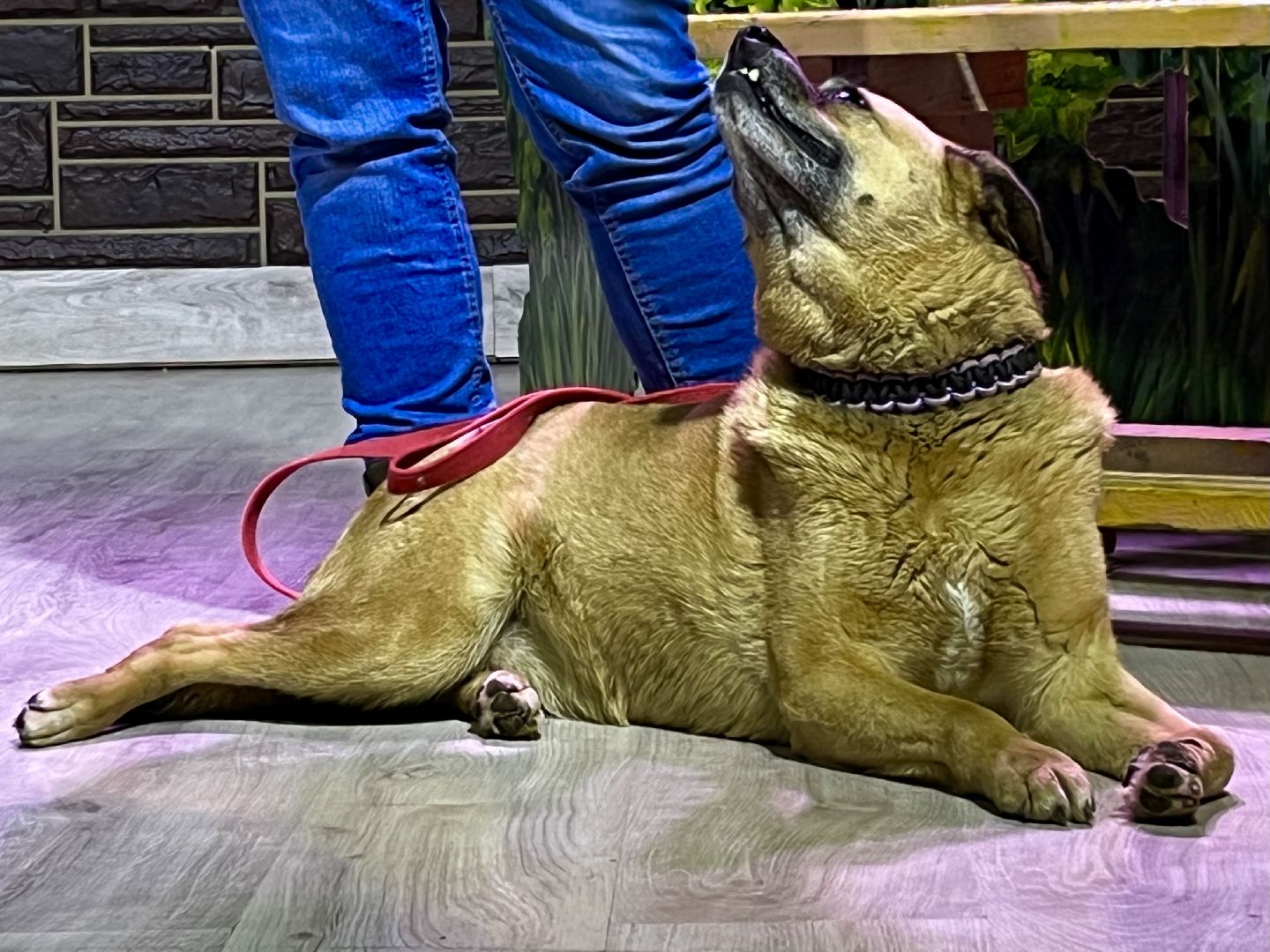 наро-фоминск, цдк звезда, приют беригиня, бездомные животные, благотворительая акция,