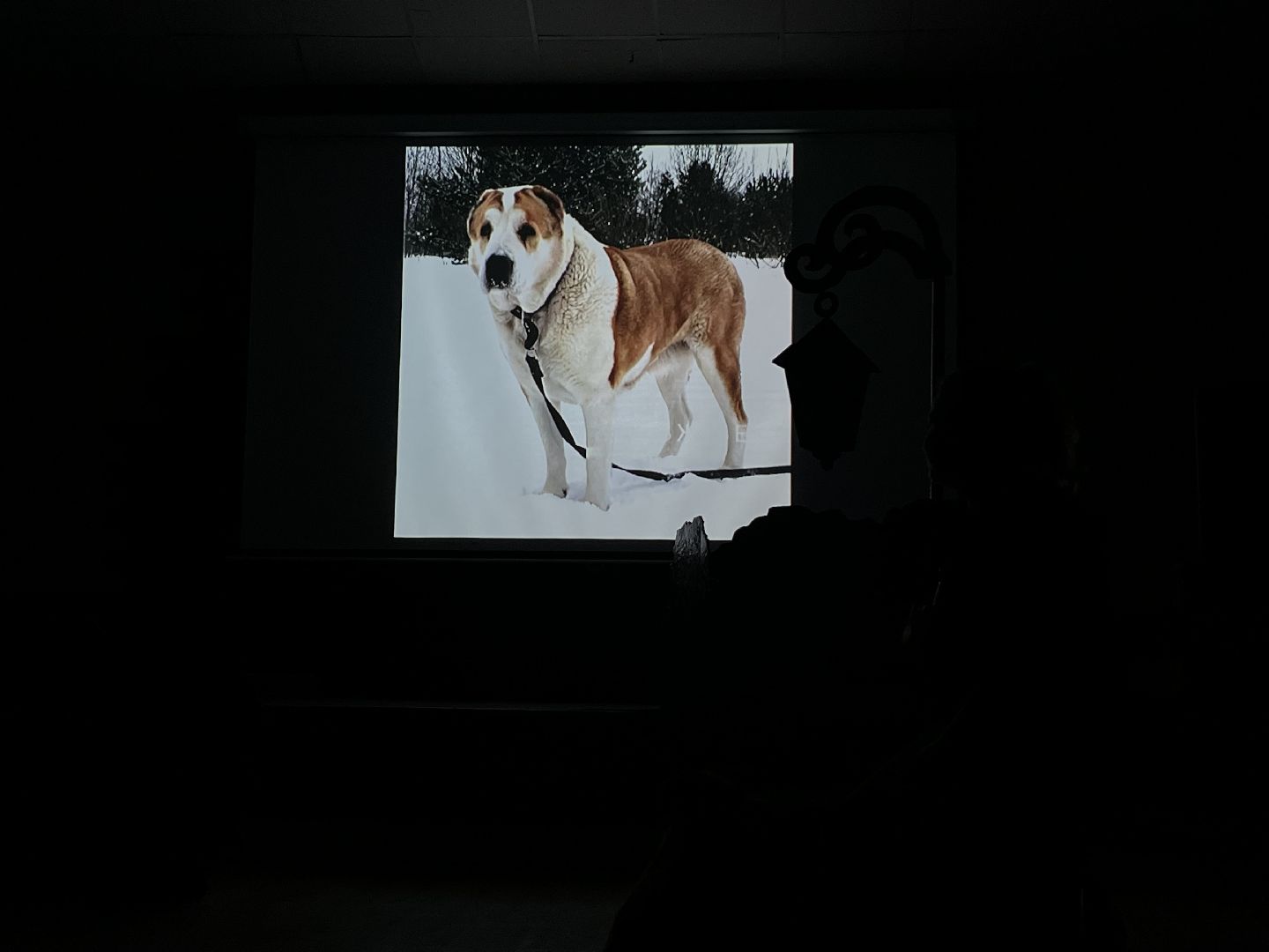 наро-фоминск, цдк звезда, приют беригиня, бездомные животные, благотворительая акция,