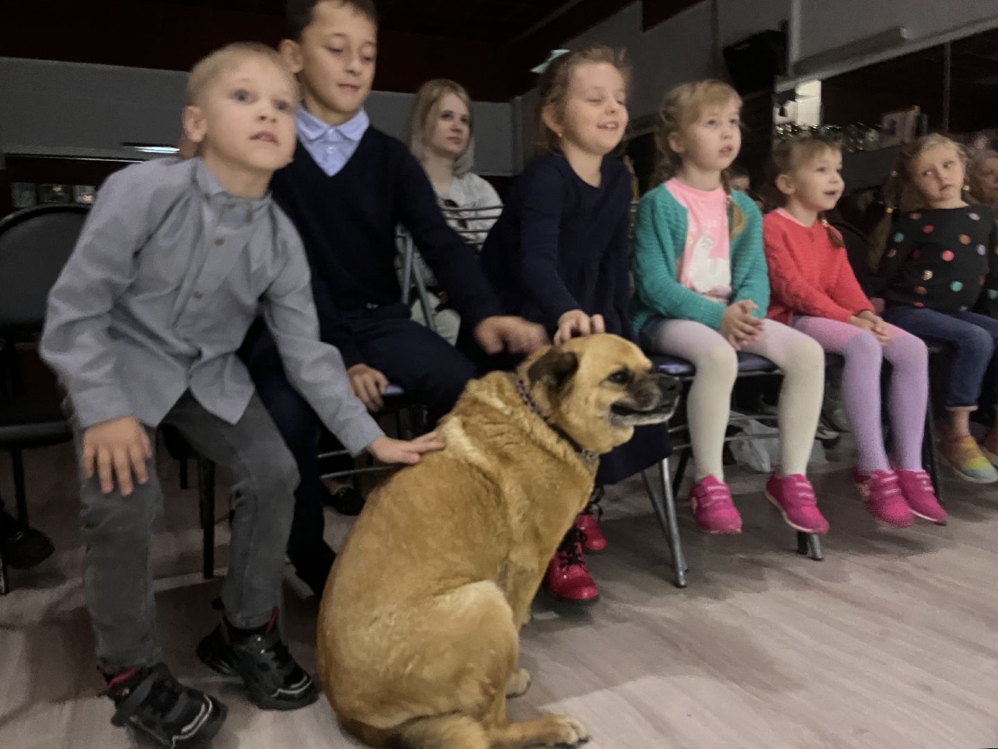 наро-фоминск, цдк звезда, приют беригиня, бездомные животные, благотворительая акция,