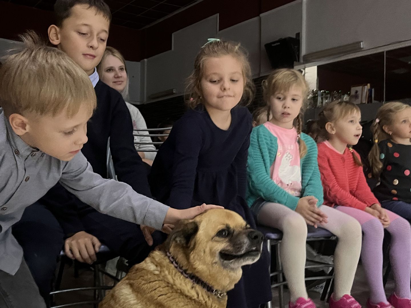 наро-фоминск, цдк звезда, приют беригиня, бездомные животные, благотворительая акция,