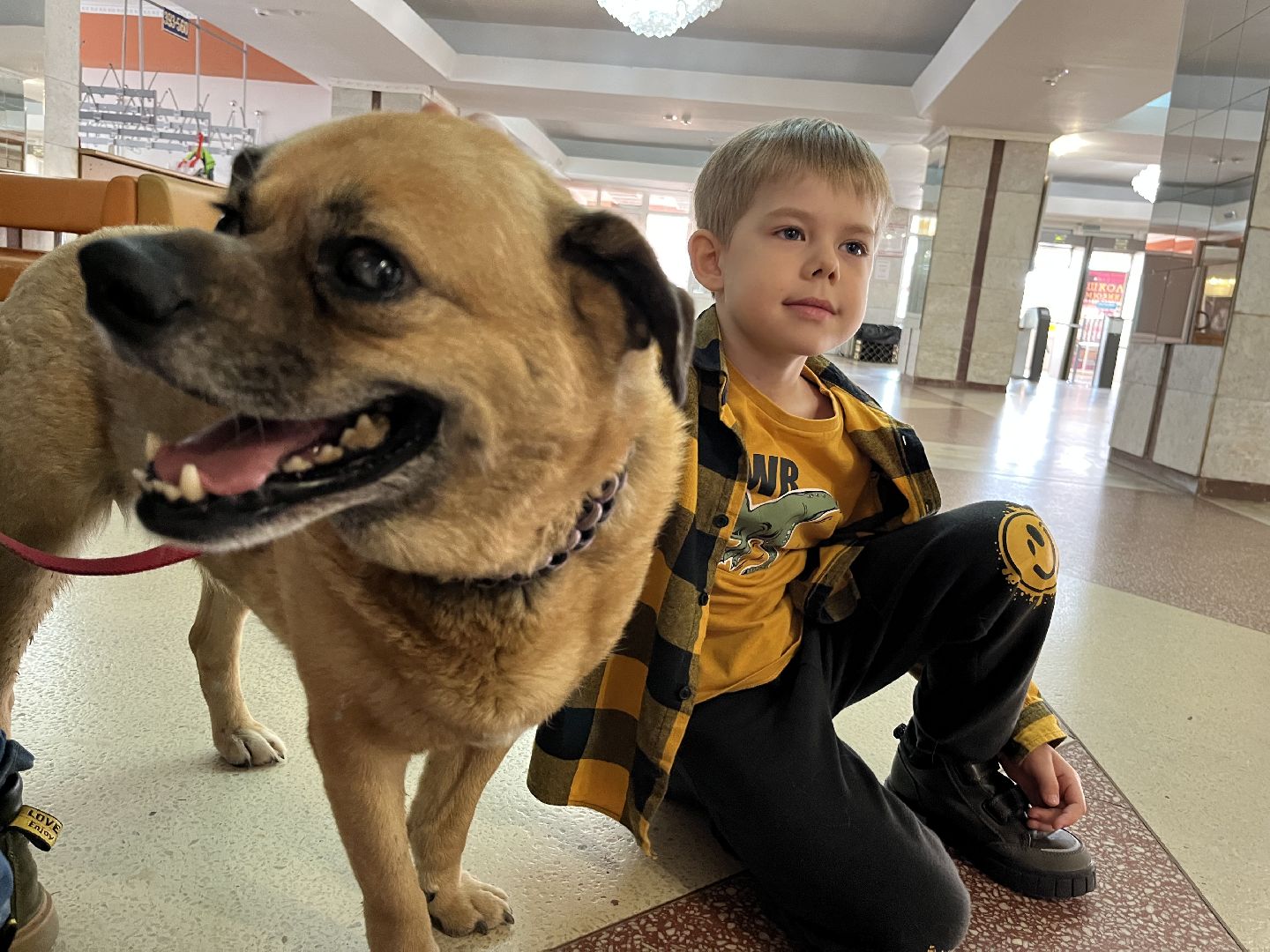 наро-фоминск, цдк звезда, приют беригиня, бездомные животные, благотворительая акция,