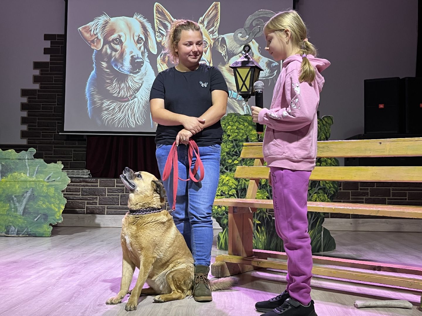 наро-фоминск, цдк звезда, приют беригиня, бездомные животные, благотворительая акция,