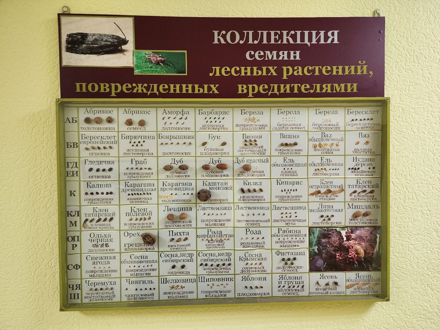 пушкино, лес, технологии, природа,