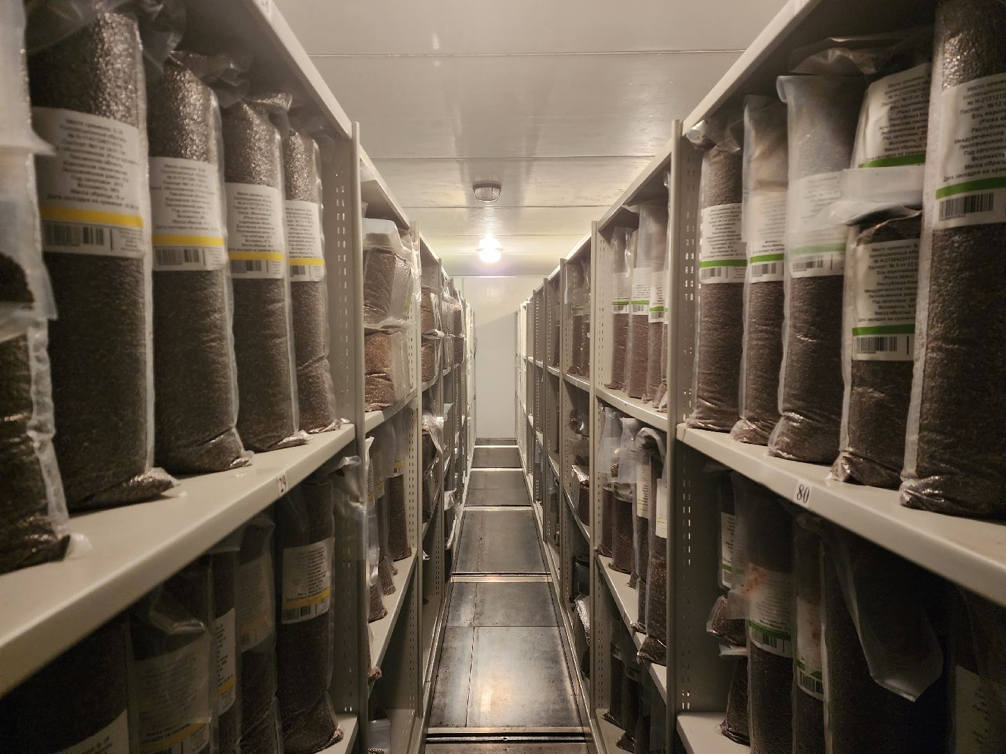 пушкино, лес, технологии, природа,